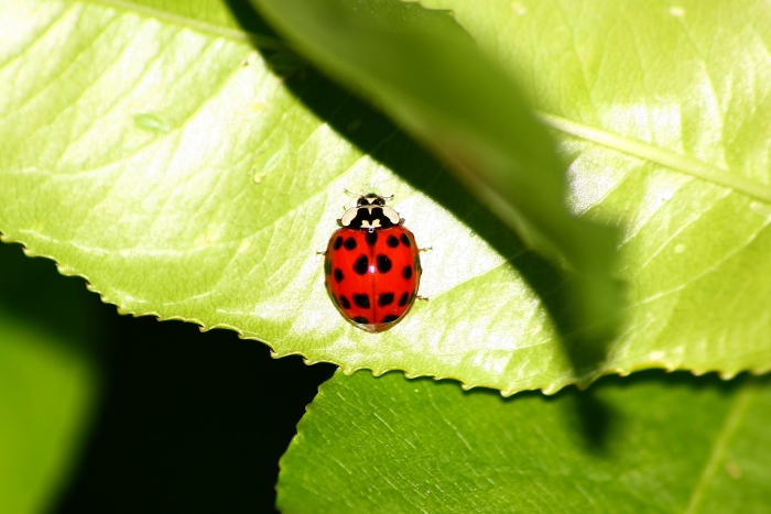 Harmonia axyridis?